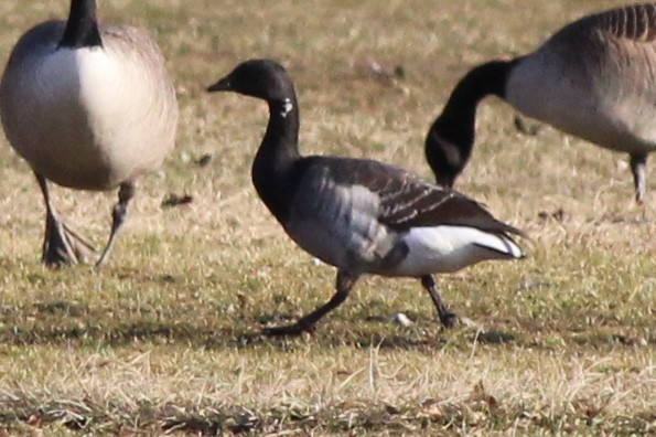 Brant (Atlantic) - ML85823501