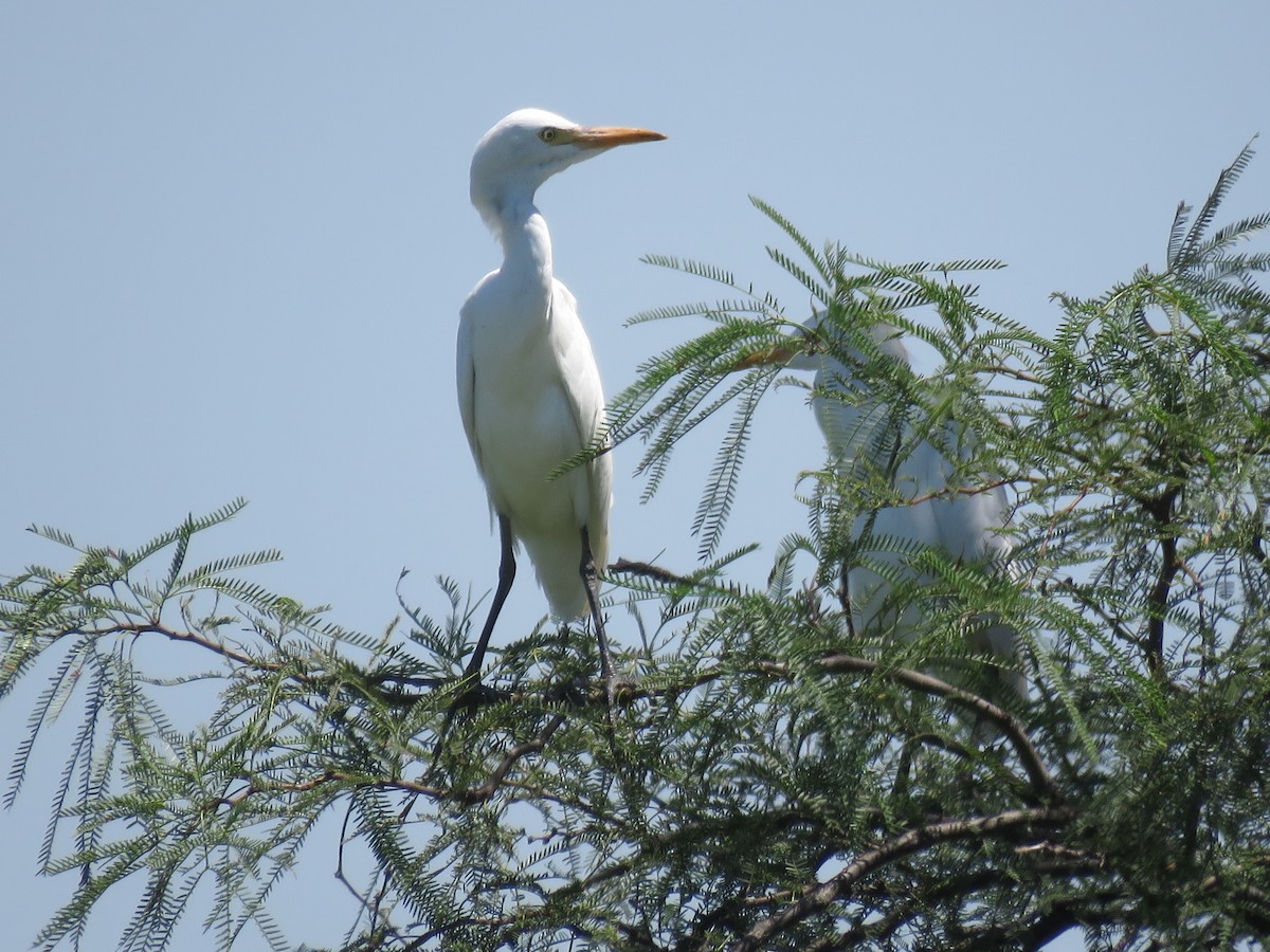 Western Cattle Egret - ML85824011