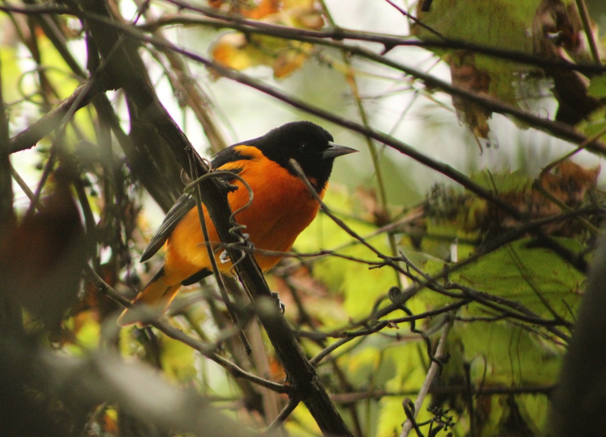 Baltimore Oriole - ML85826301