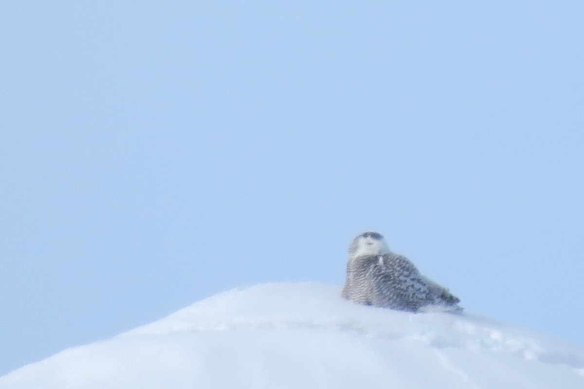 Snowy Owl - ML85827421