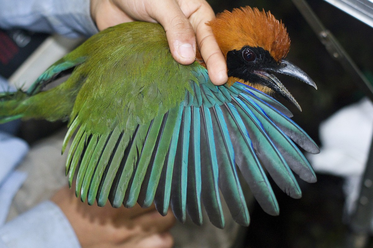 Rufous Motmot - ML85827681