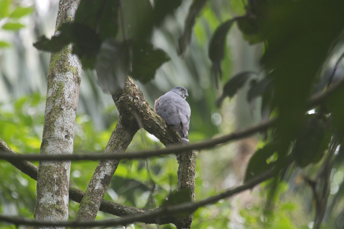 Double-toothed Kite - ML85827851