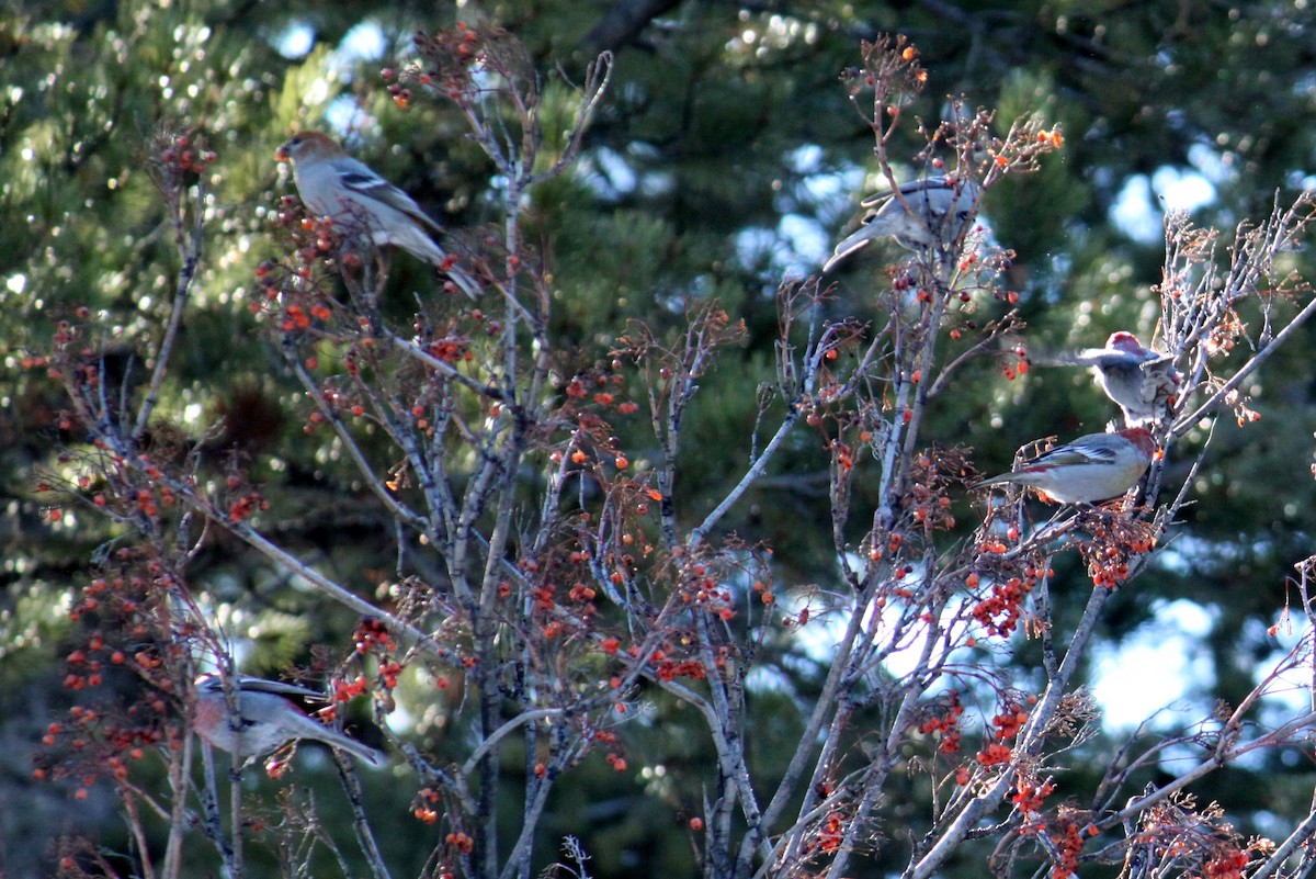 Pine Grosbeak - ML85828351