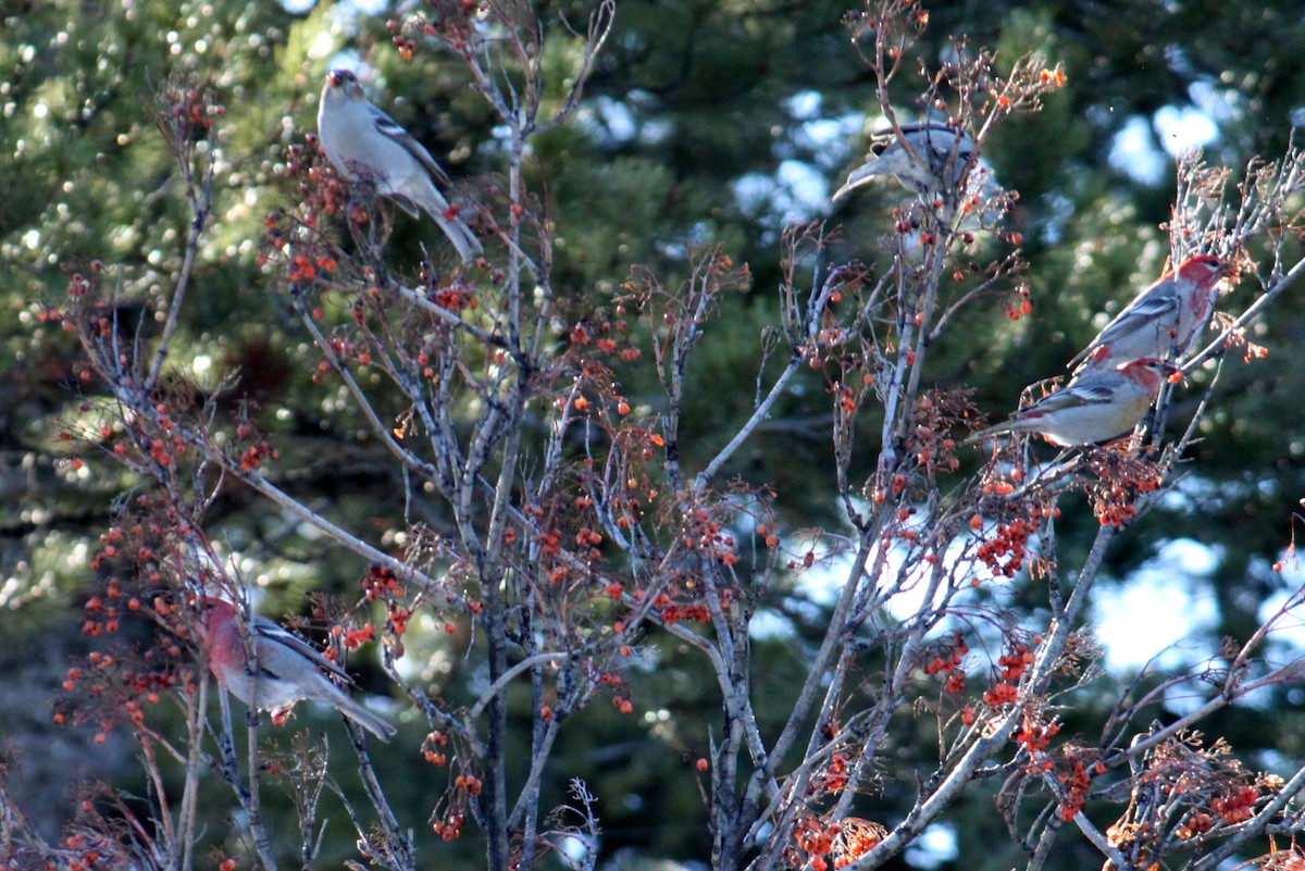 Pine Grosbeak - ML85828381