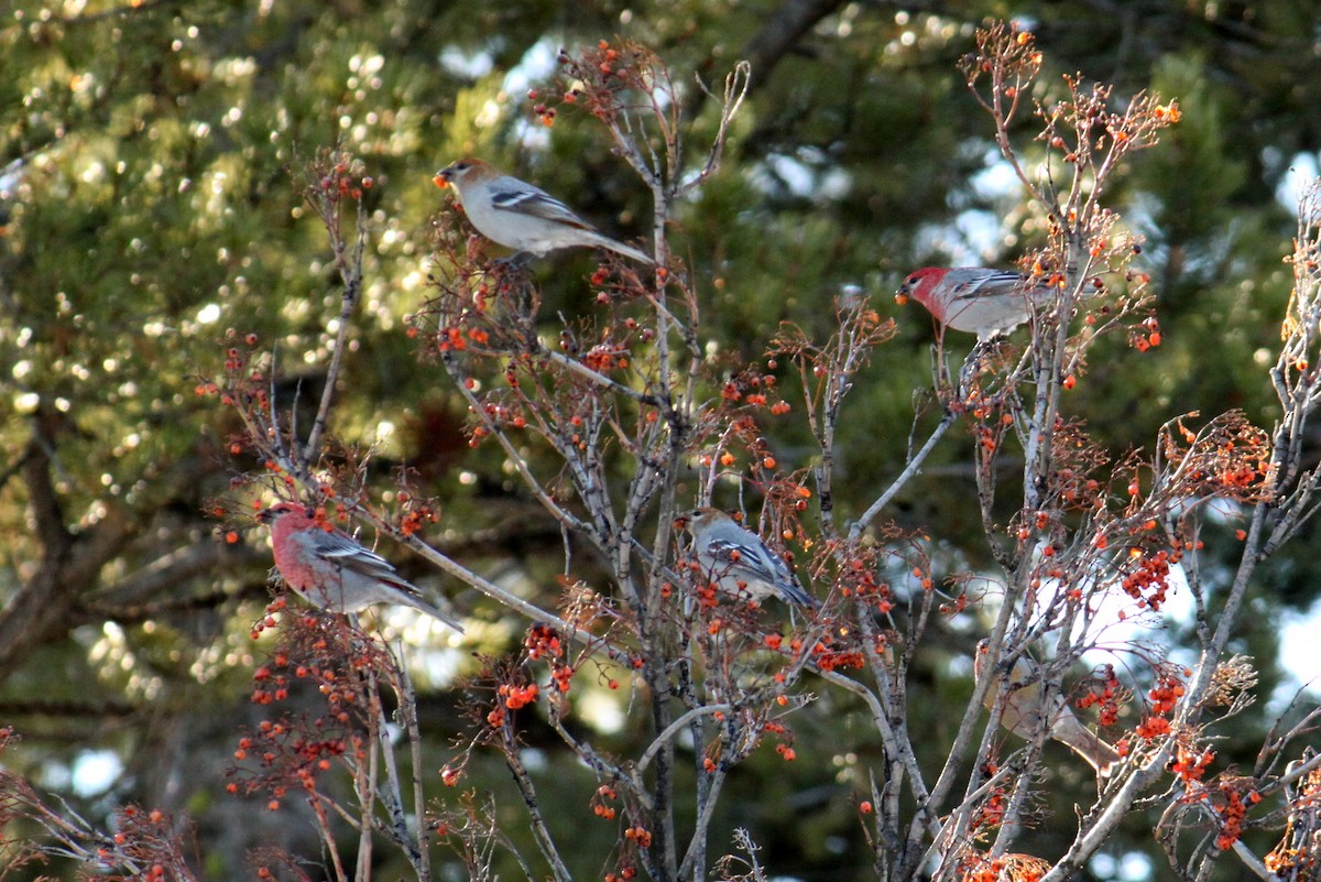 Pine Grosbeak - ML85828411