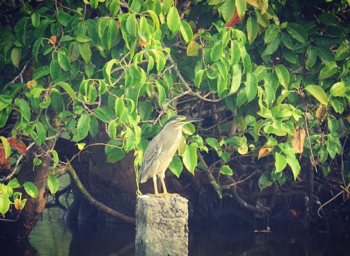 Striated Heron - ML85829851