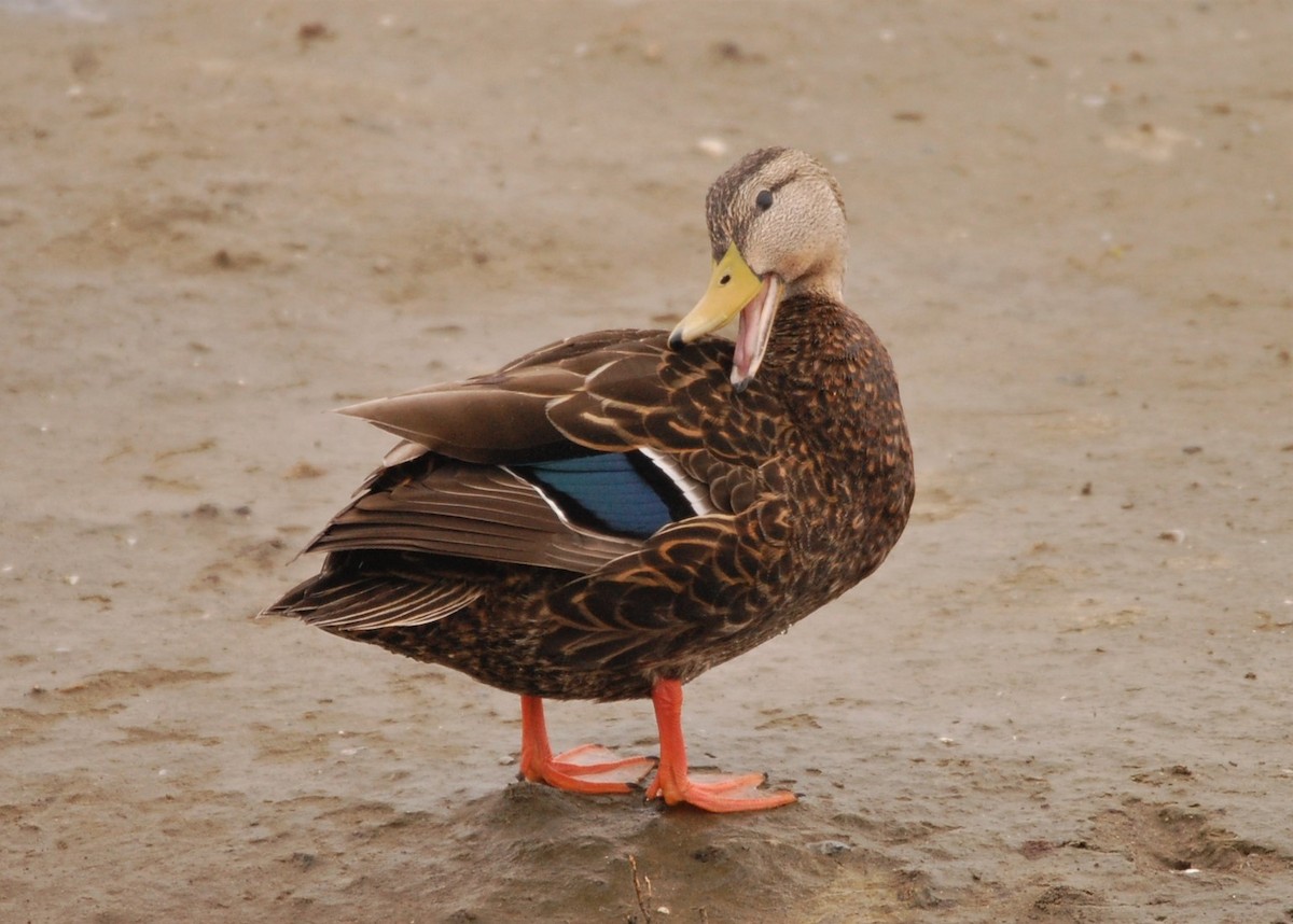 Mexican Duck - ML85830251