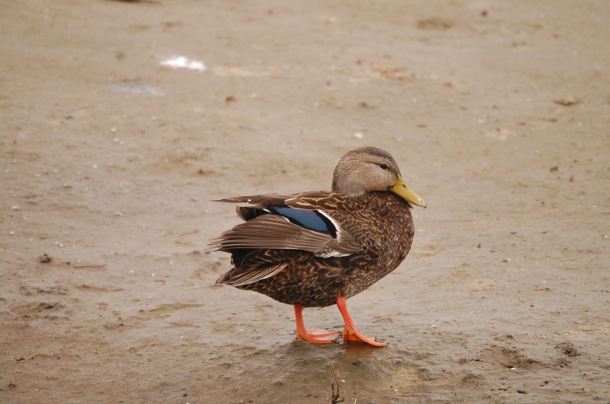 Mexican Duck - ML85830331