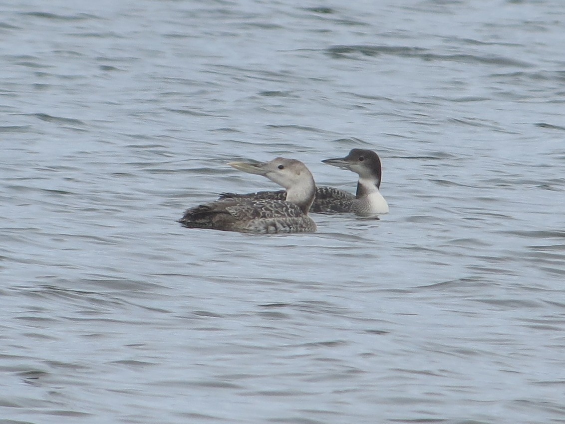 Yellow-billed Loon - ML85831111