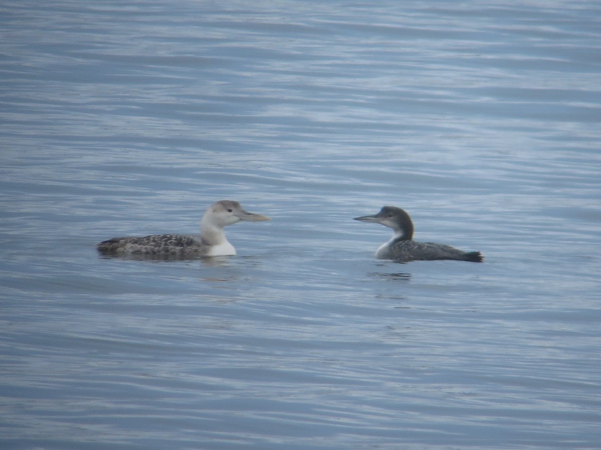 Yellow-billed Loon - Kathy Mihm Dunning