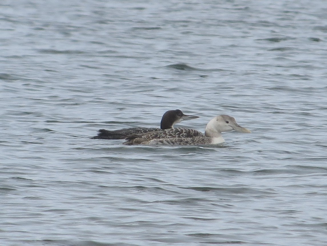 Yellow-billed Loon - ML85831361