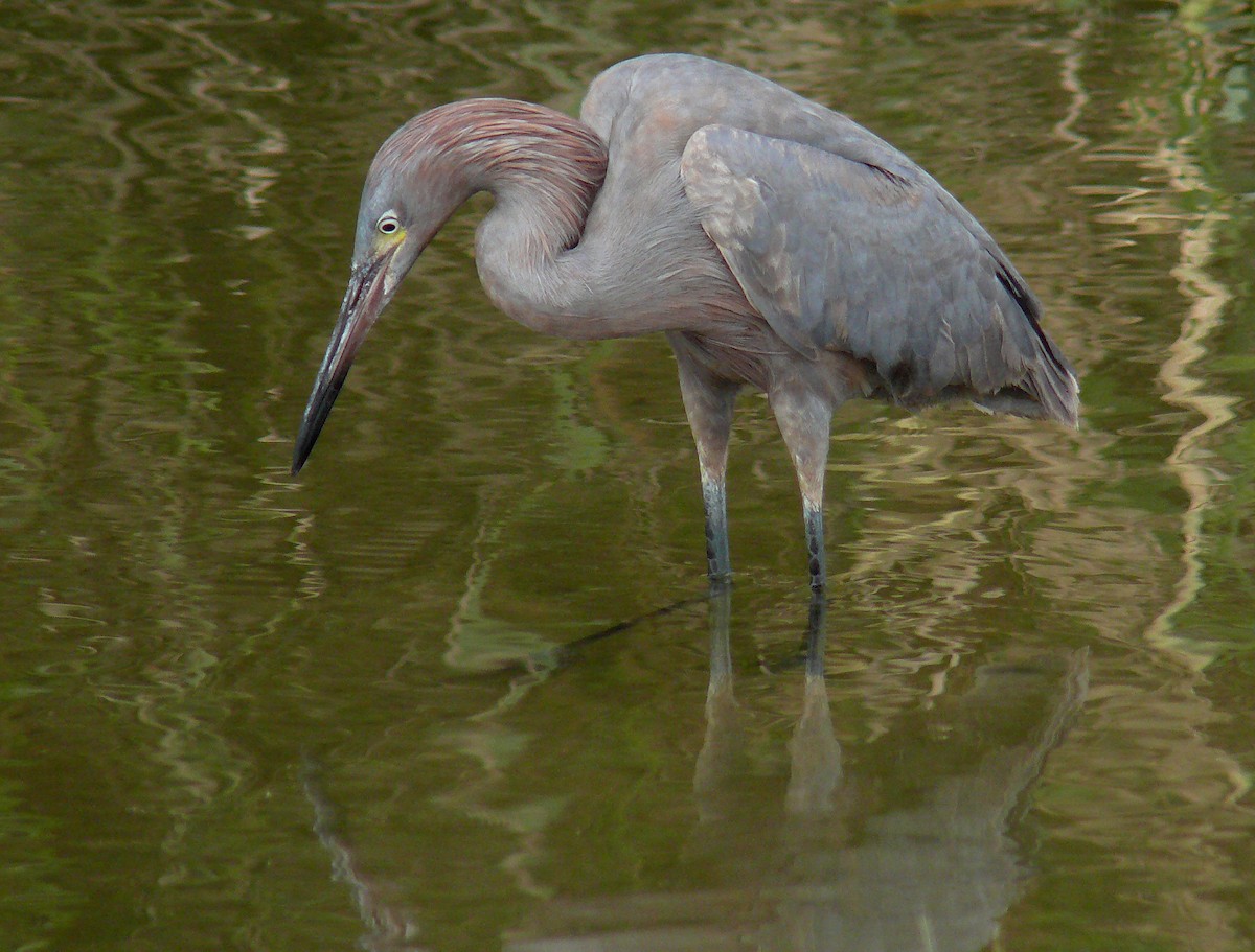 Reddish Egret - Steven Mlodinow