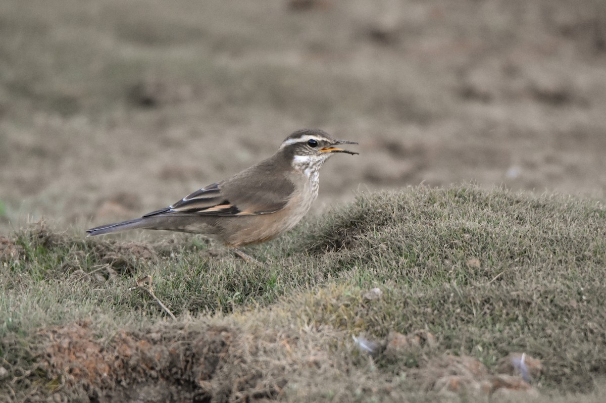 Buff-winged Cinclodes - ML85831811