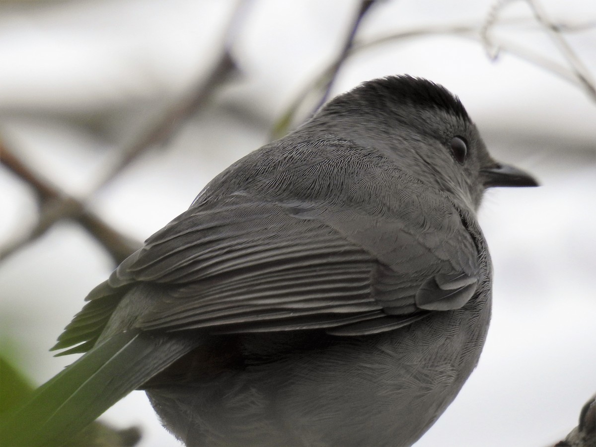 Gray Catbird - ML85832401