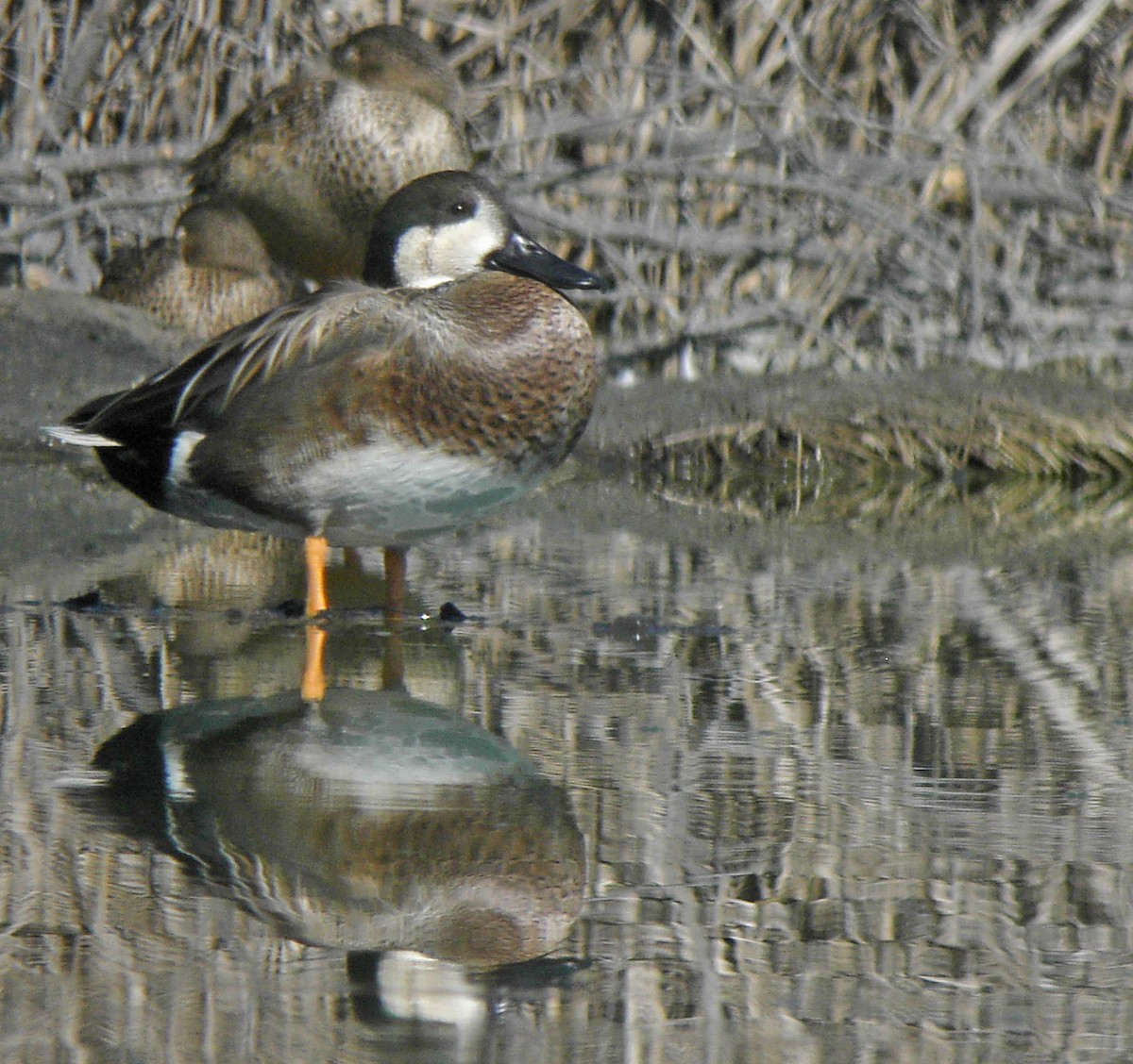 Northern Shoveler x Gadwall (hybrid) - Steven Mlodinow