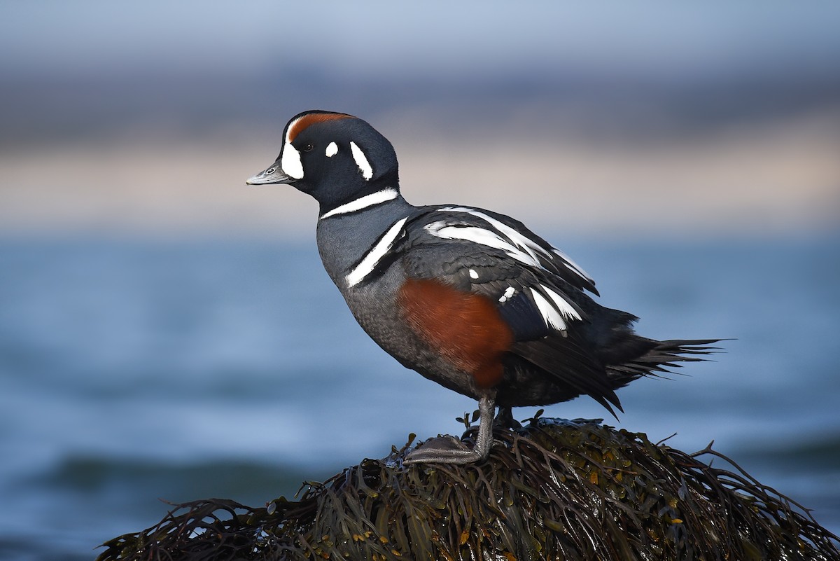 Harlequin Duck - ML85834411