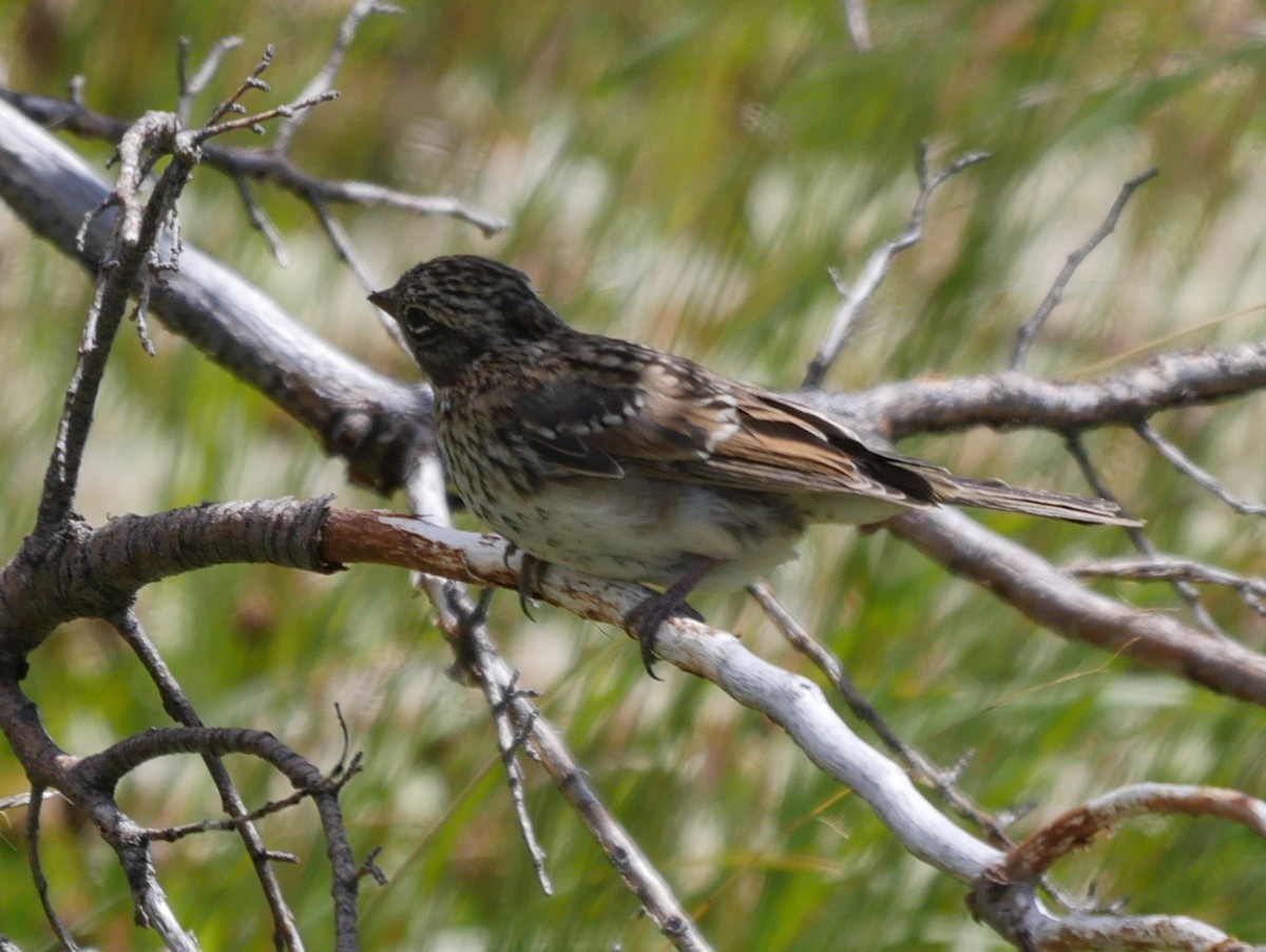 Rufous-collared Sparrow - ML85834631