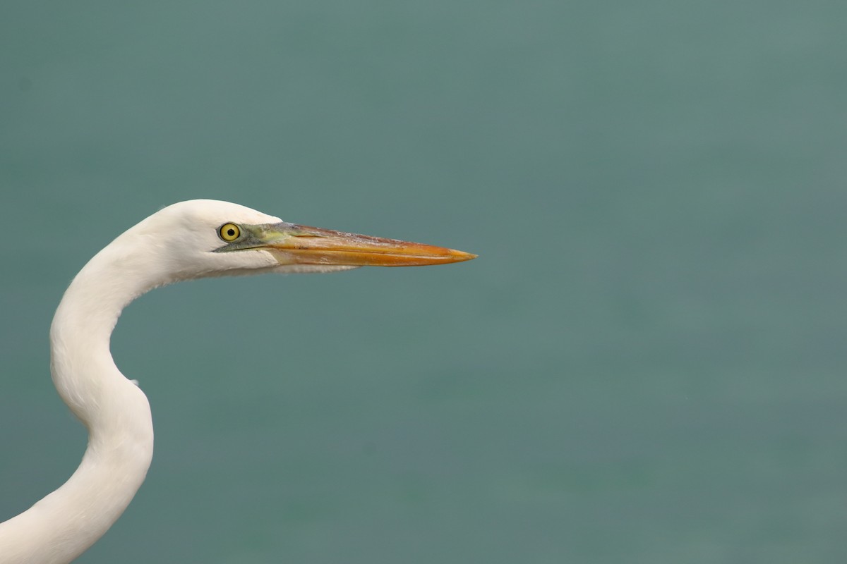 Great Blue Heron (Great White) - Shawn Miller