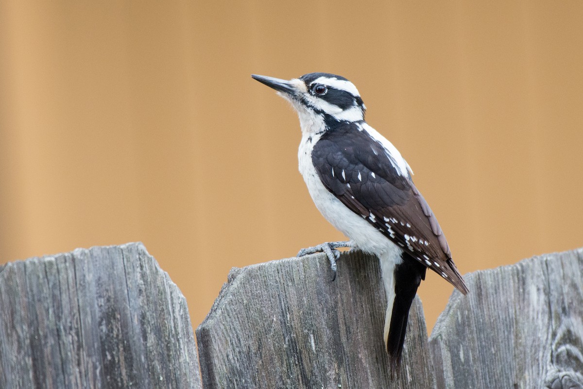 Hairy Woodpecker - Herb Elliott