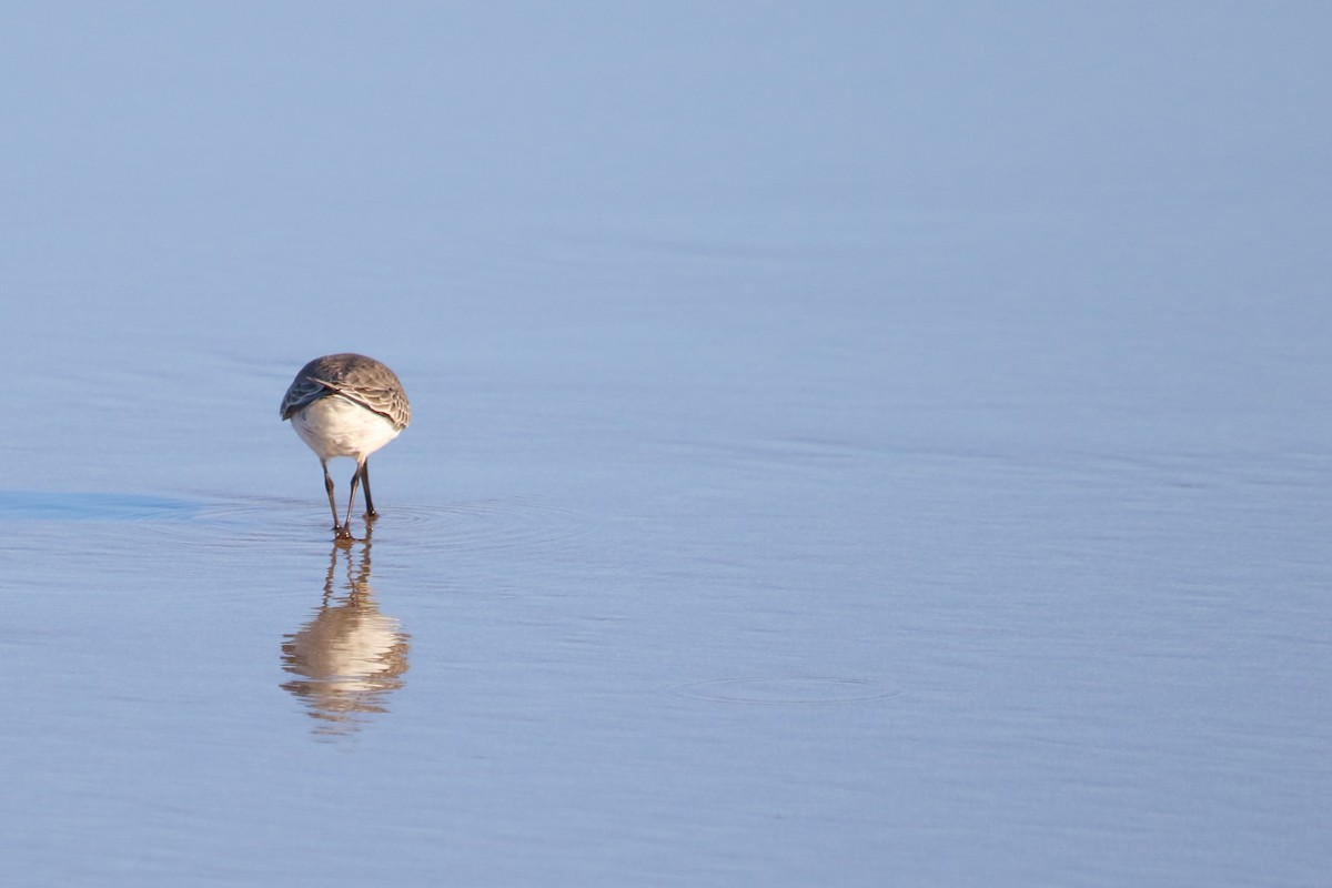 Alpenstrandläufer - ML85836231