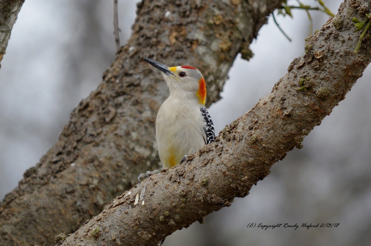 Golden-fronted Woodpecker - Randy Hesford