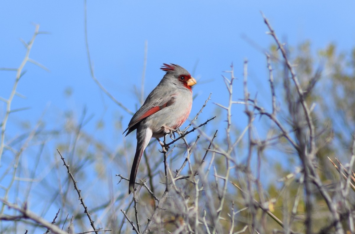 Cardinal pyrrhuloxia - ML85836521