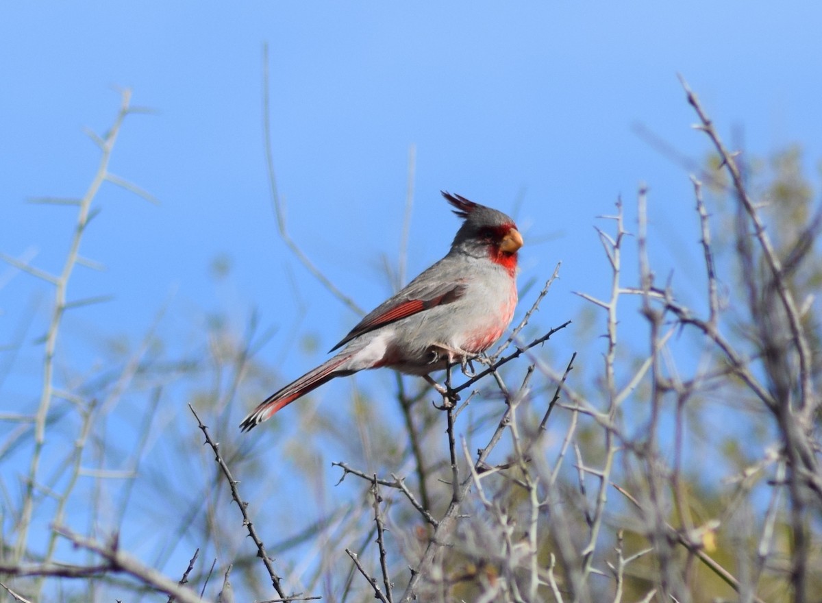 Cardinal pyrrhuloxia - ML85836531