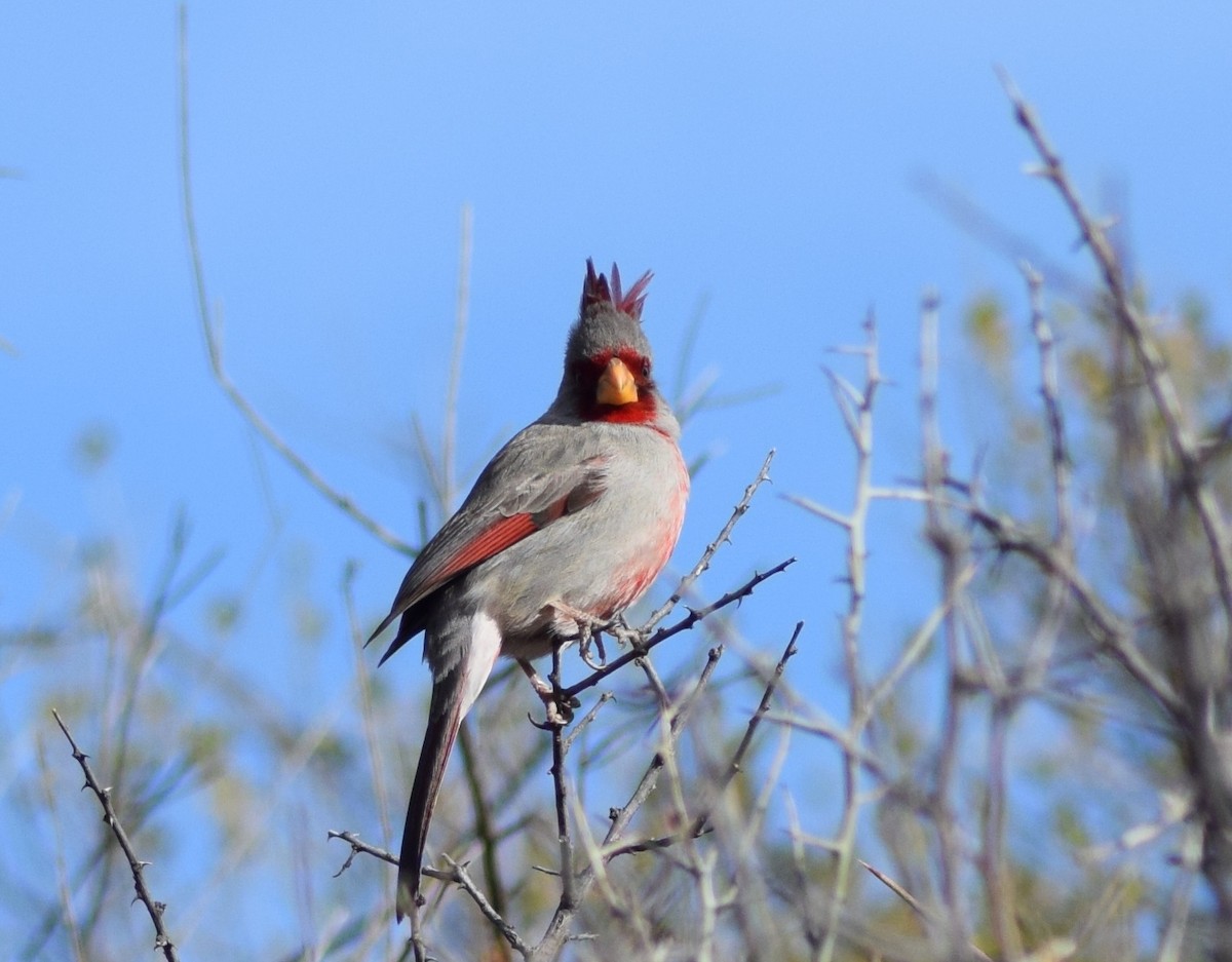 Cardinal pyrrhuloxia - ML85836571