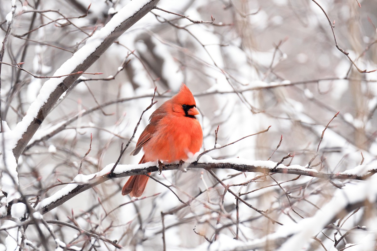 Northern Cardinal - ML85839551