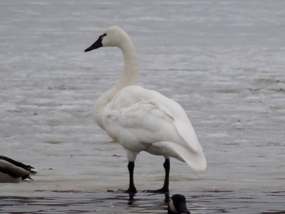 Tundra Swan - Jeffrey Roth
