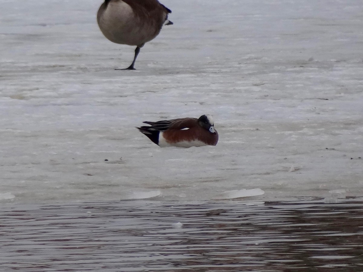 American Wigeon - Jeffrey Roth