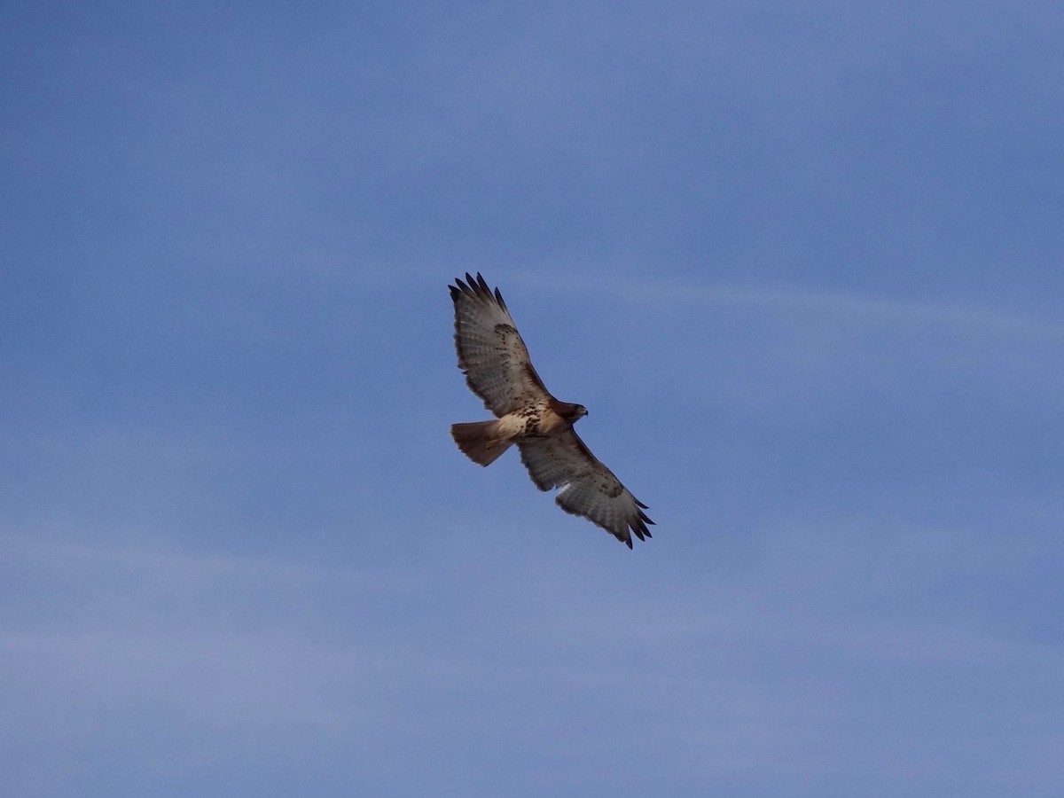 Red-tailed Hawk - ML85841151