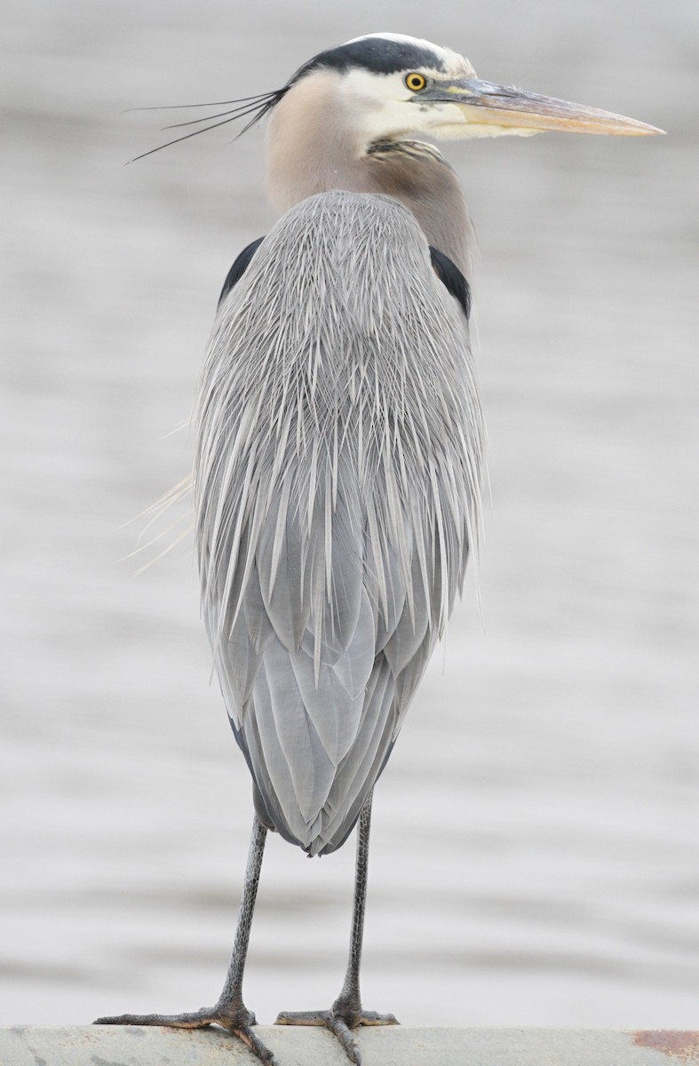 Great Blue Heron - William Matthews