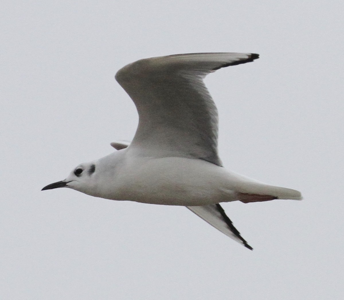 Bonaparte's Gull - William Matthews