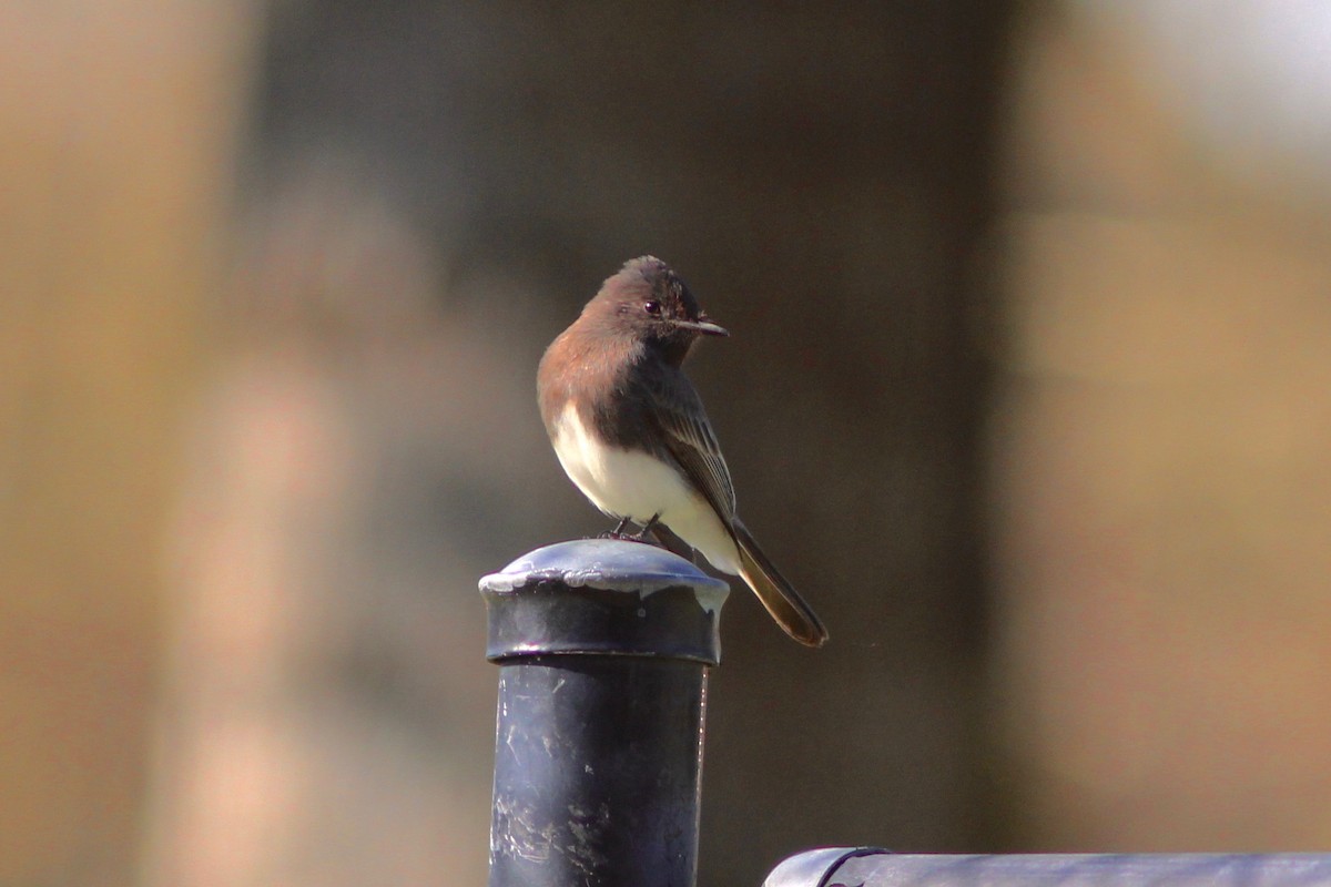 Black Phoebe - ML85842971