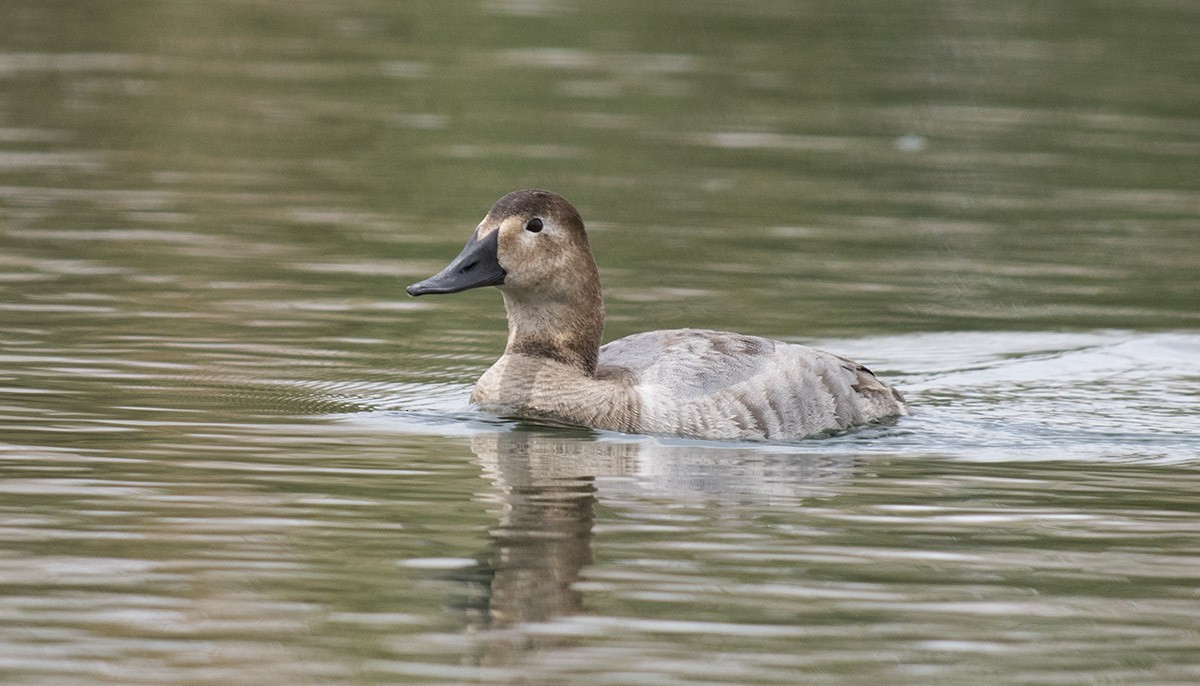 Canvasback - ML85843111