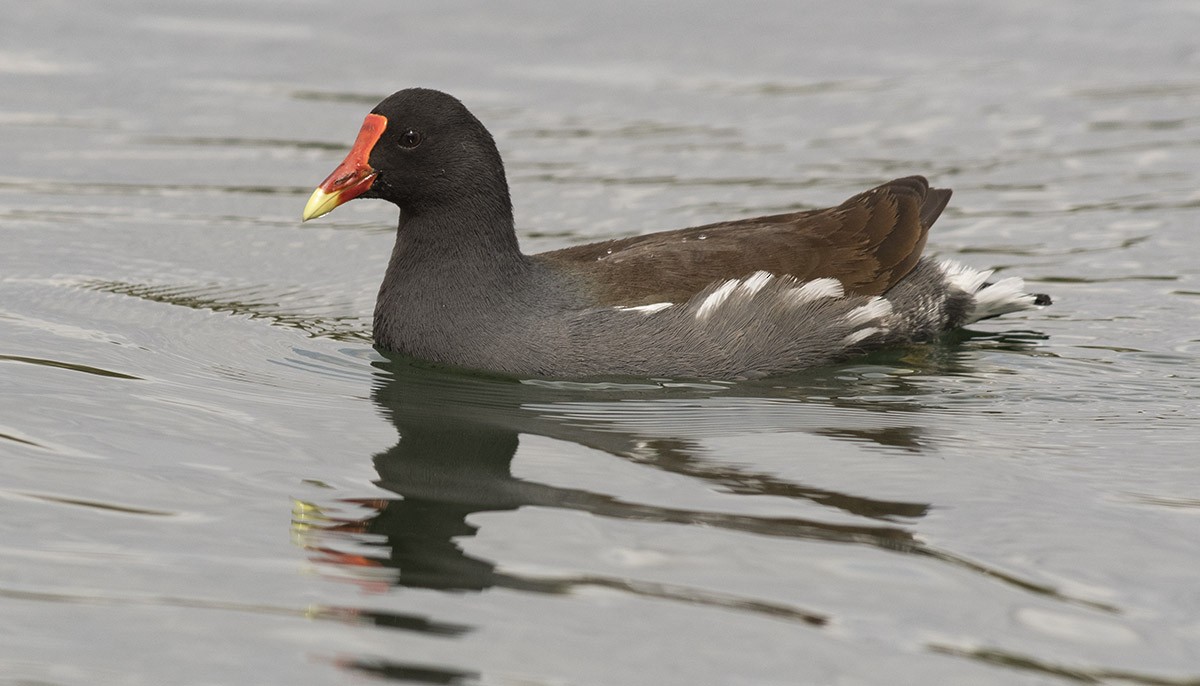 Common Gallinule - ML85843211