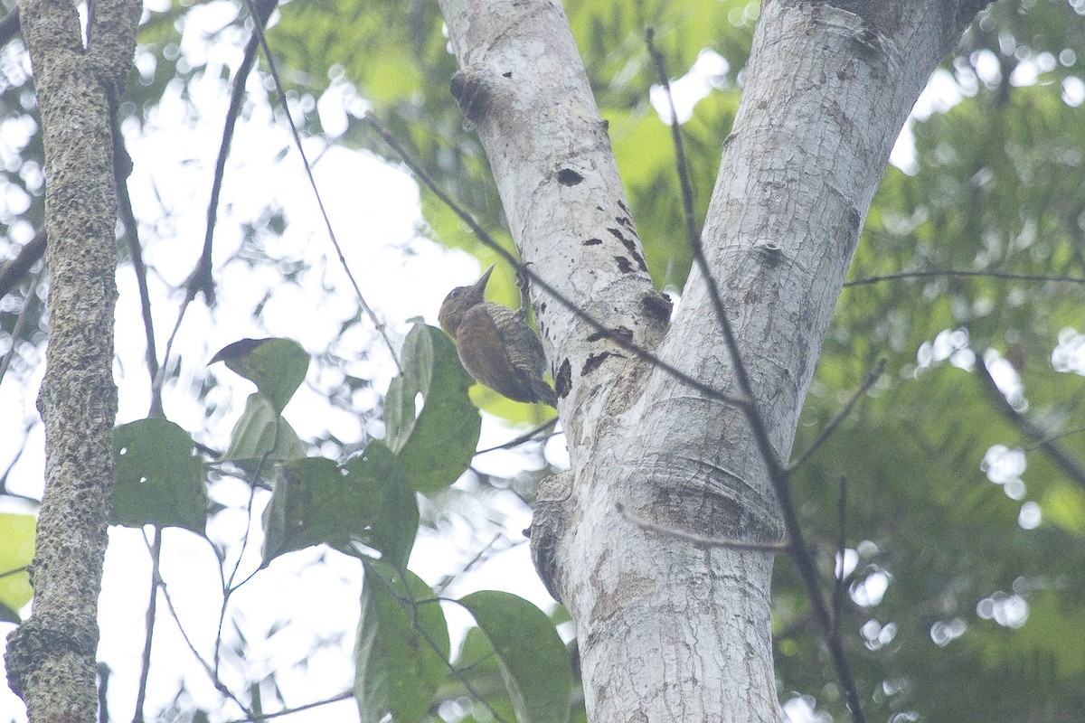 Red-stained Woodpecker - ML85843231