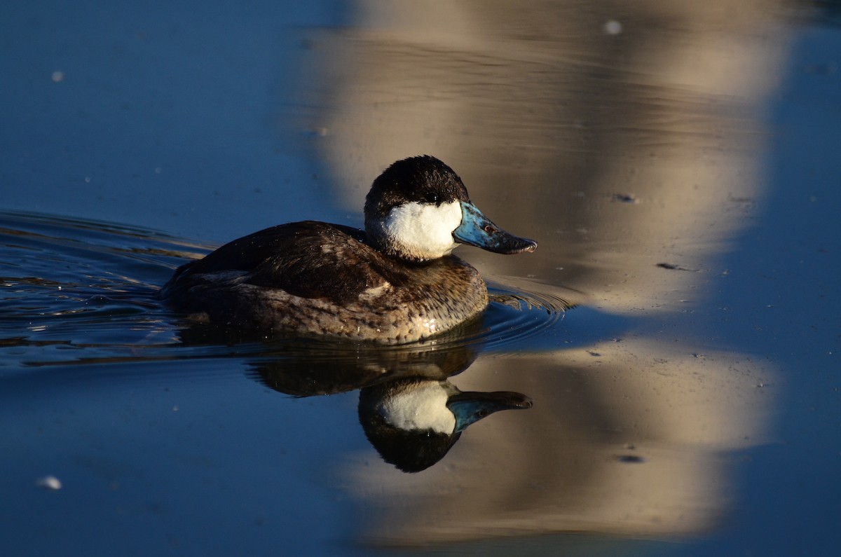 Ruddy Duck - Steve Tucker