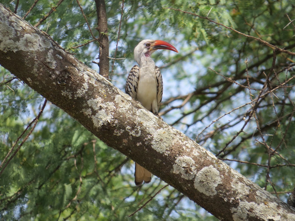 Northern Red-billed Hornbill - Thomas Hinnebusch