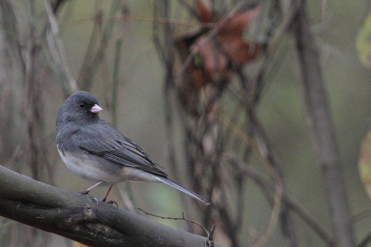 Dark-eyed Junco (Slate-colored) - Jerry Webb