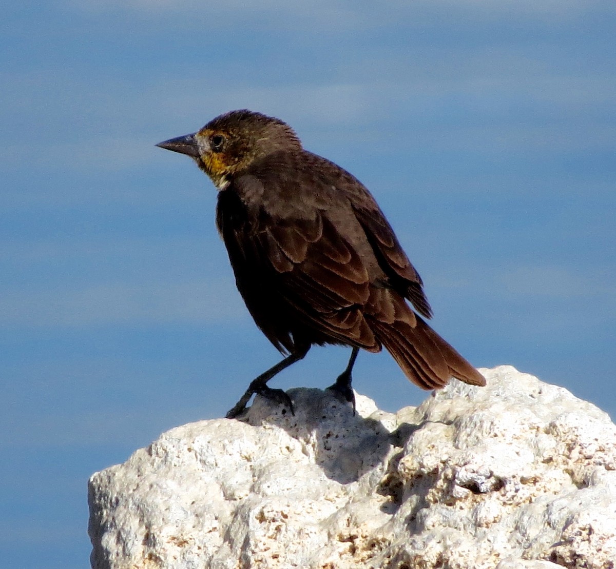 Yellow-headed Blackbird - Petra Clayton