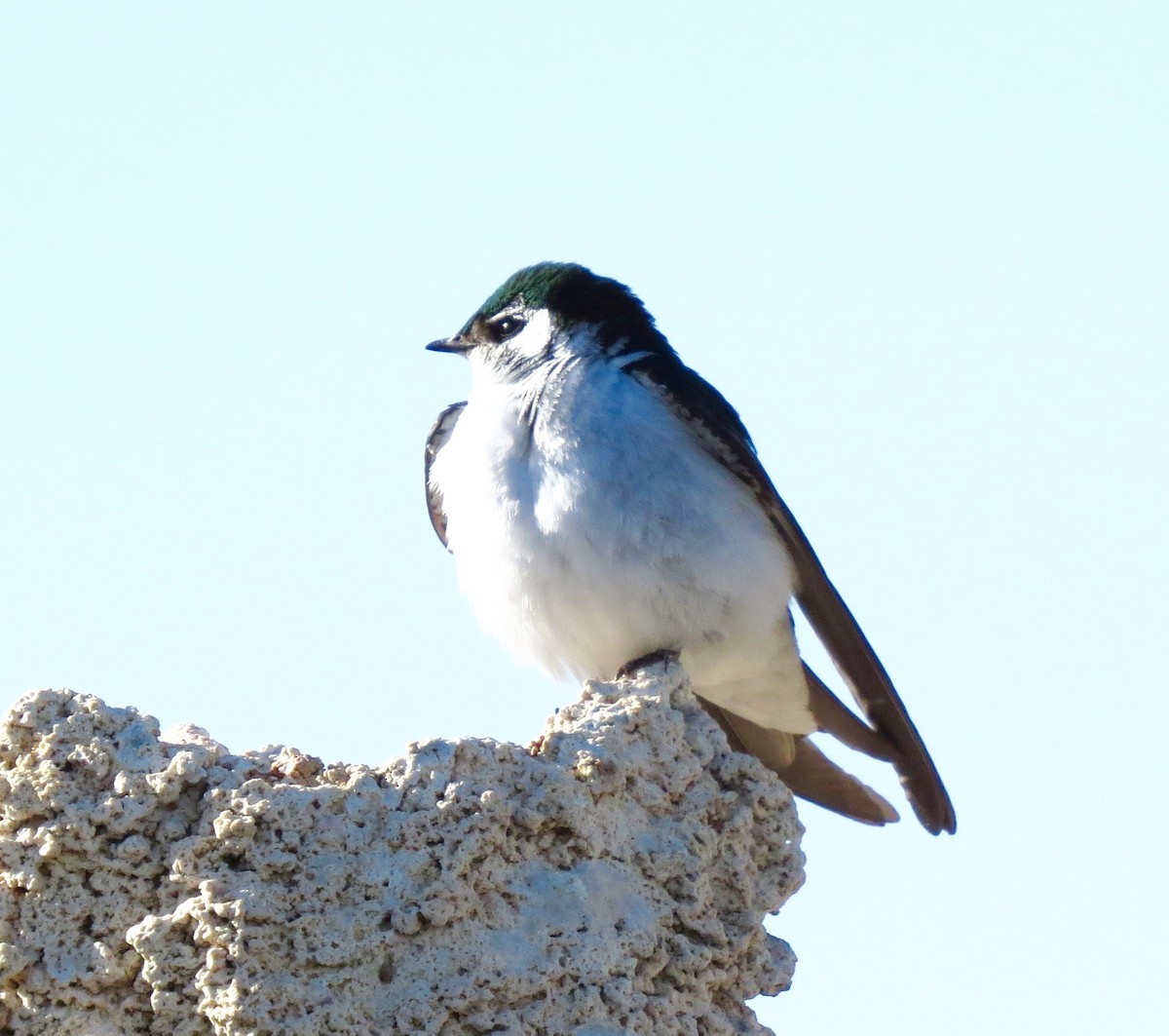 Hirondelle à face blanche - ML85848041