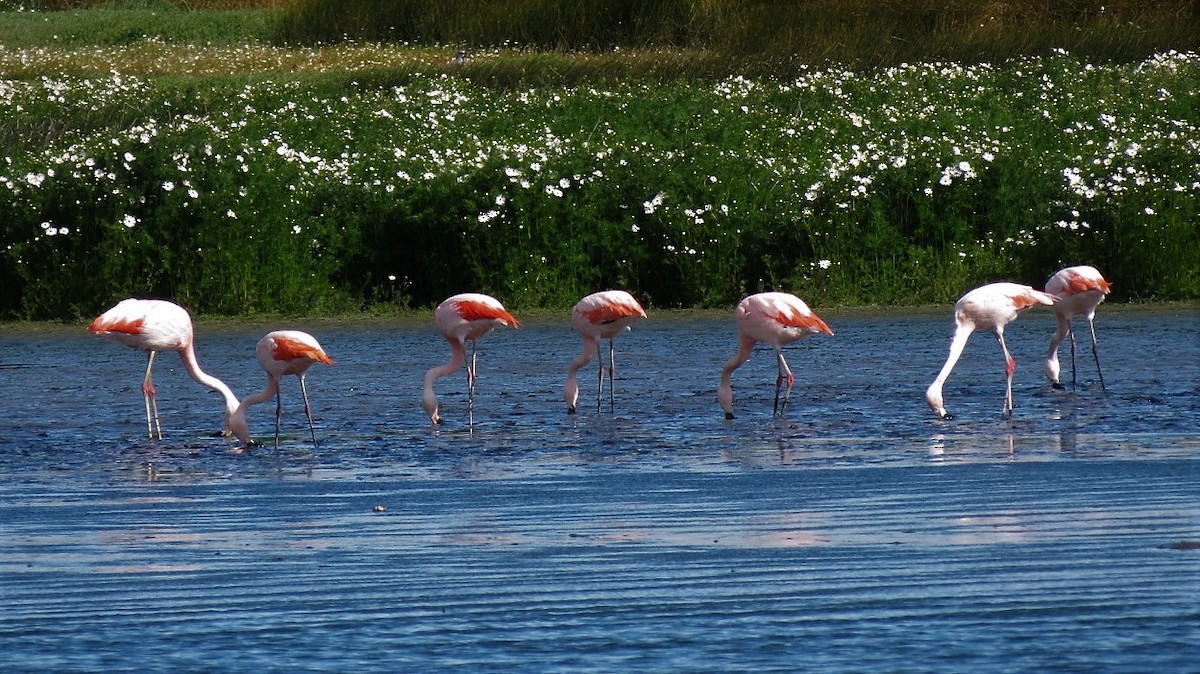 Chilean Flamingo - Ash Allnutt