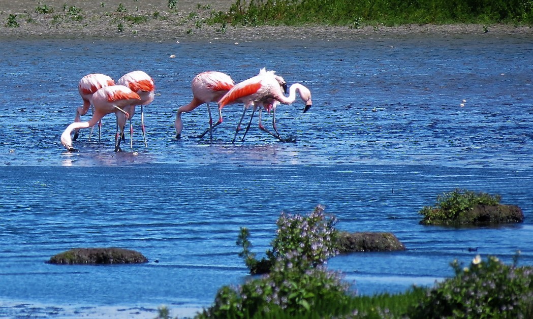 Chilean Flamingo - Ash Allnutt