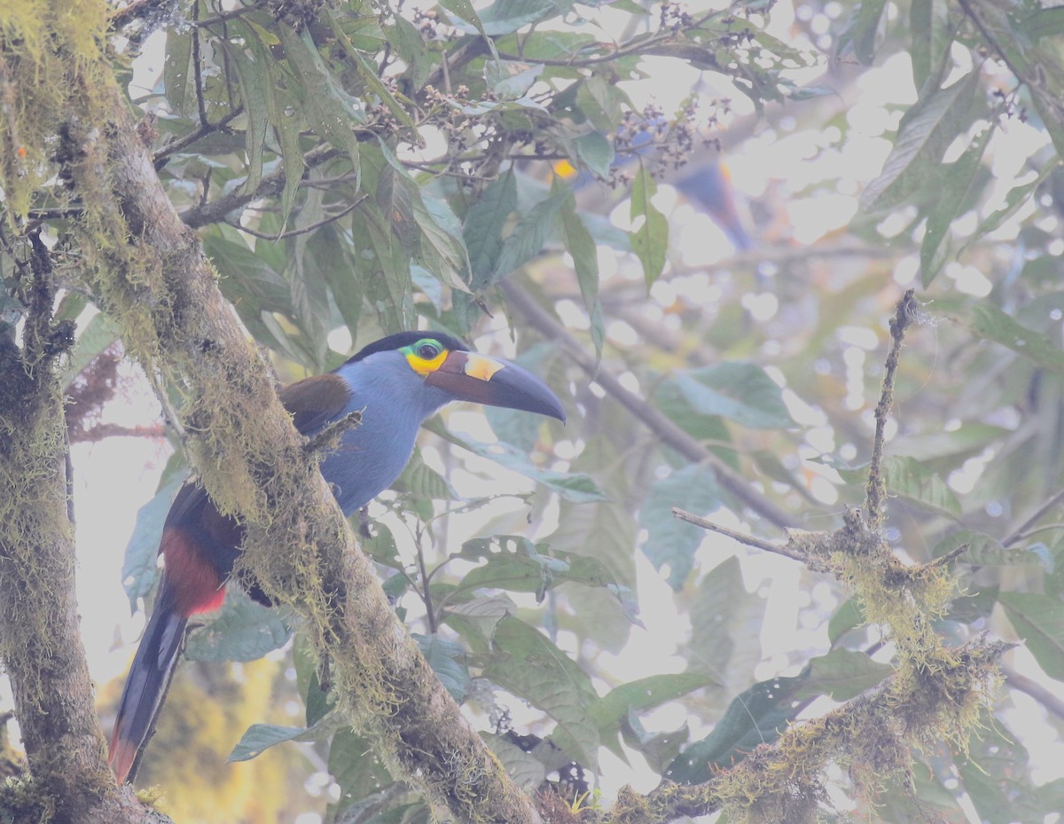 Plate-billed Mountain-Toucan - ML85848871