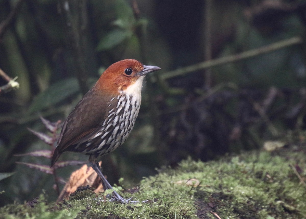 Chestnut-crowned Antpitta - ML85848911