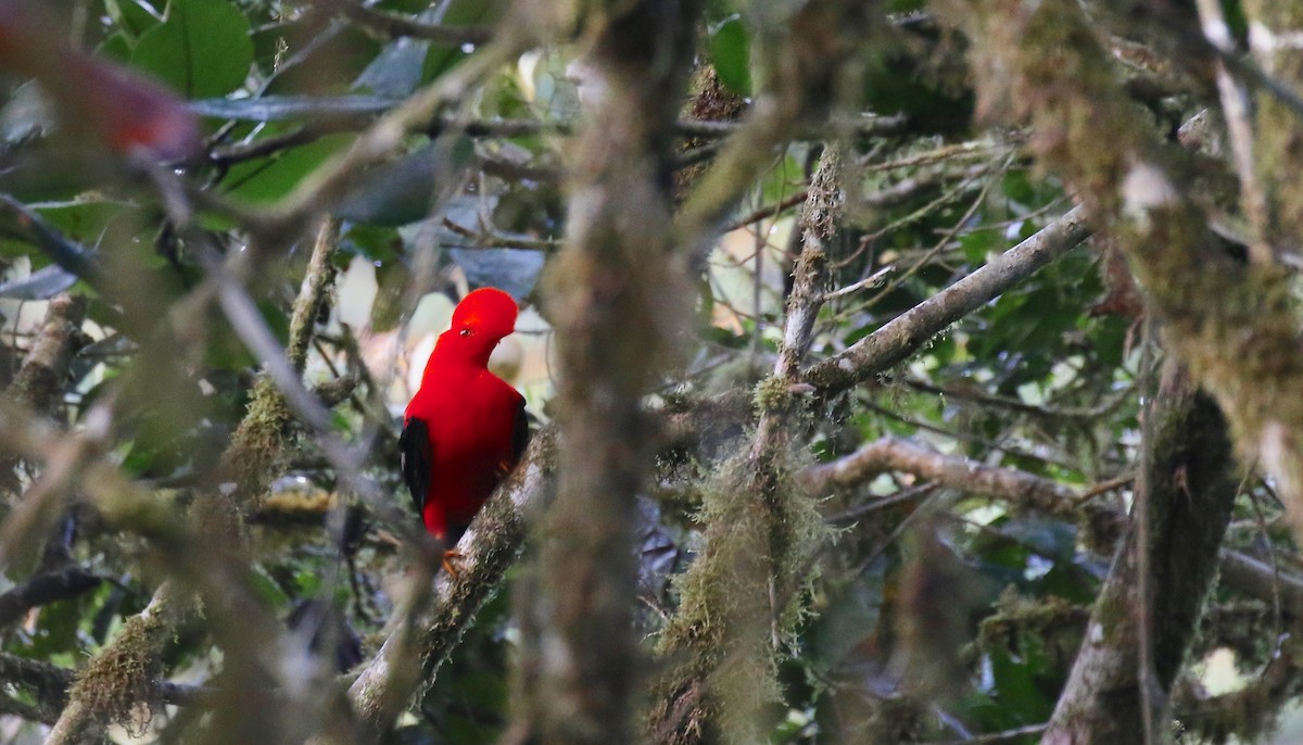 Andean Cock-of-the-rock - ML85848981