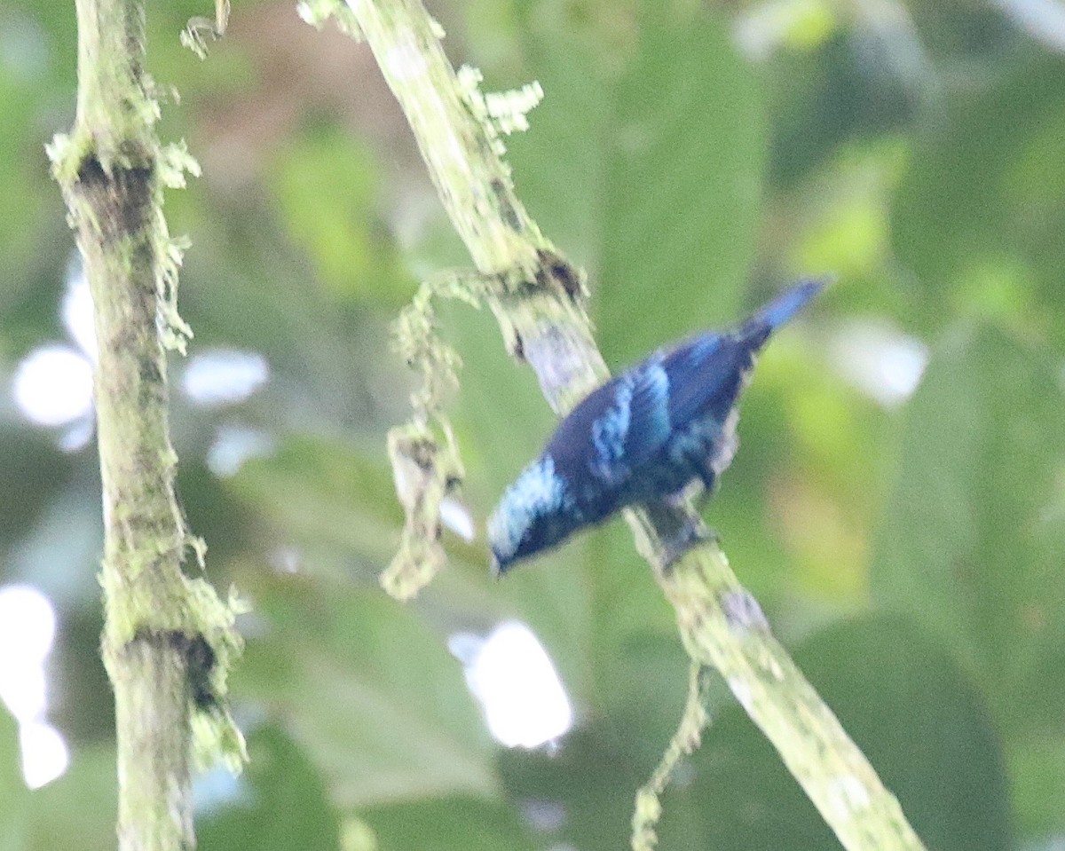 Beryl-spangled Tanager - ML85849031