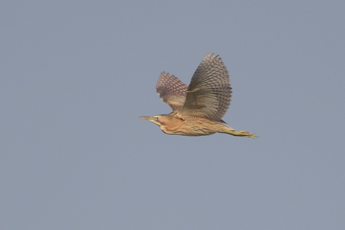 Eurasian Bittern - Supaporn Teamwong